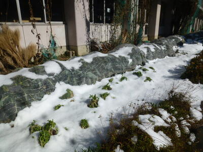 雪をかぶった大根